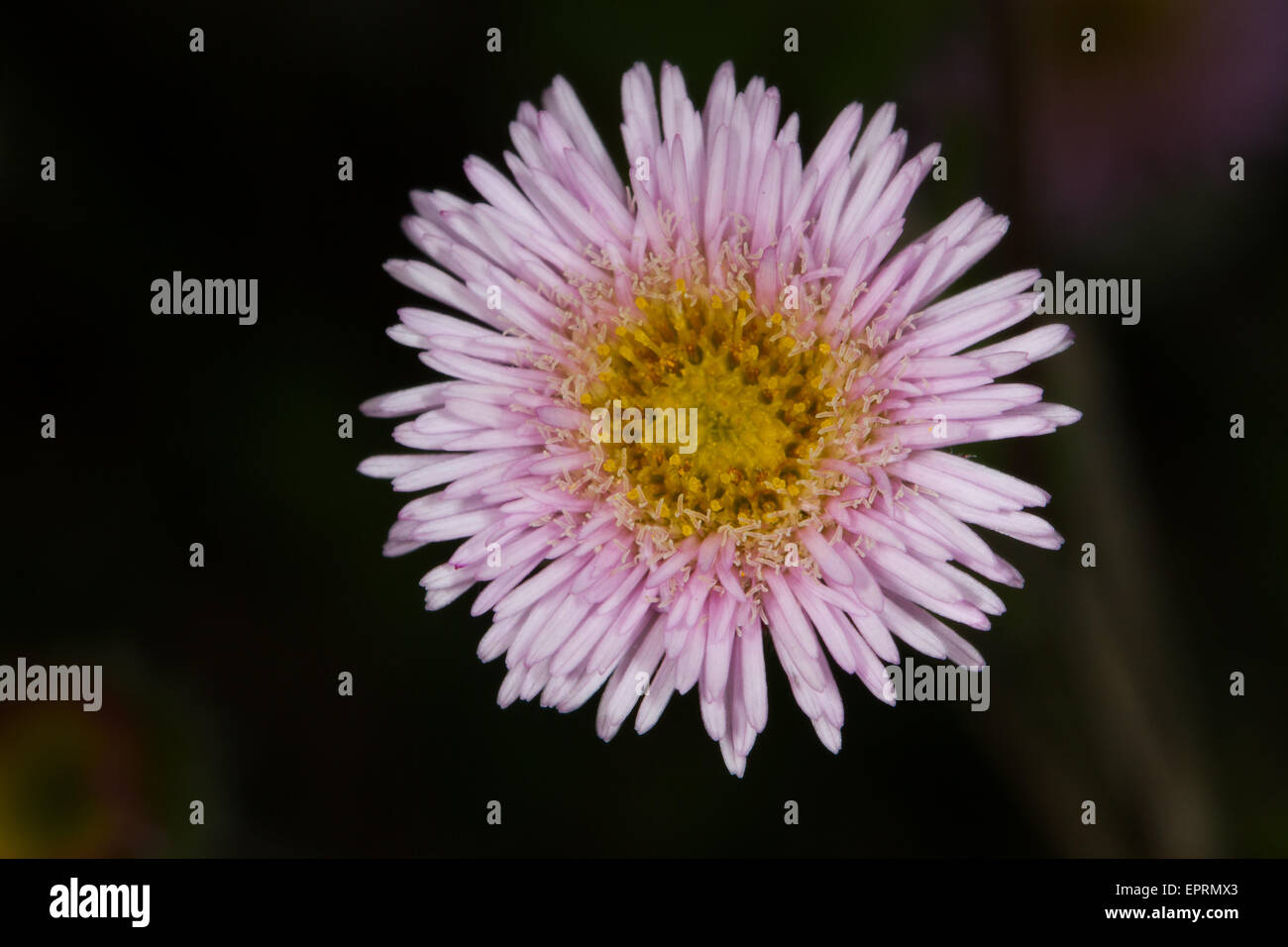 Erigeron Alpinus Blume Stockfoto