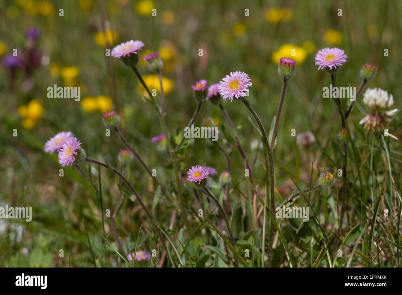 Erigeron Alpinus Blumen in einer Almwiese Stockfoto