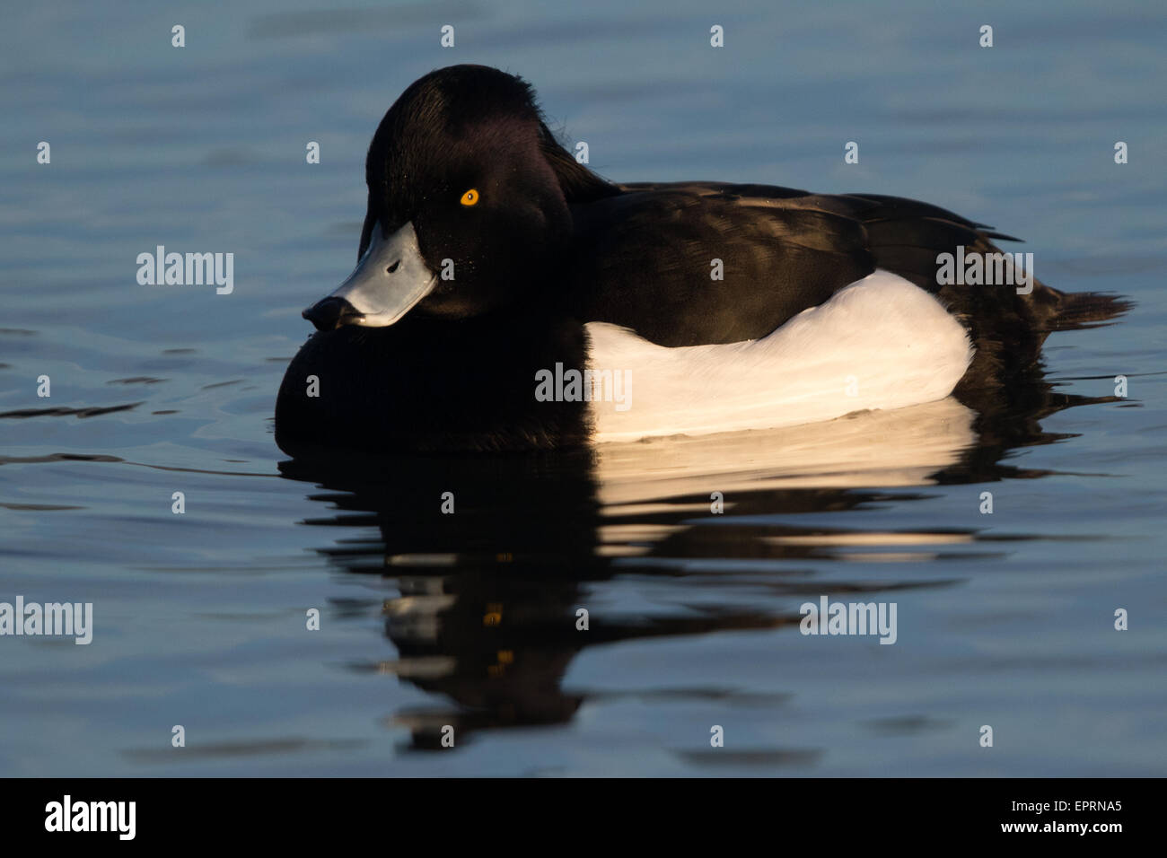 männliche Reiherenten (Aythya Fuligula) Stockfoto