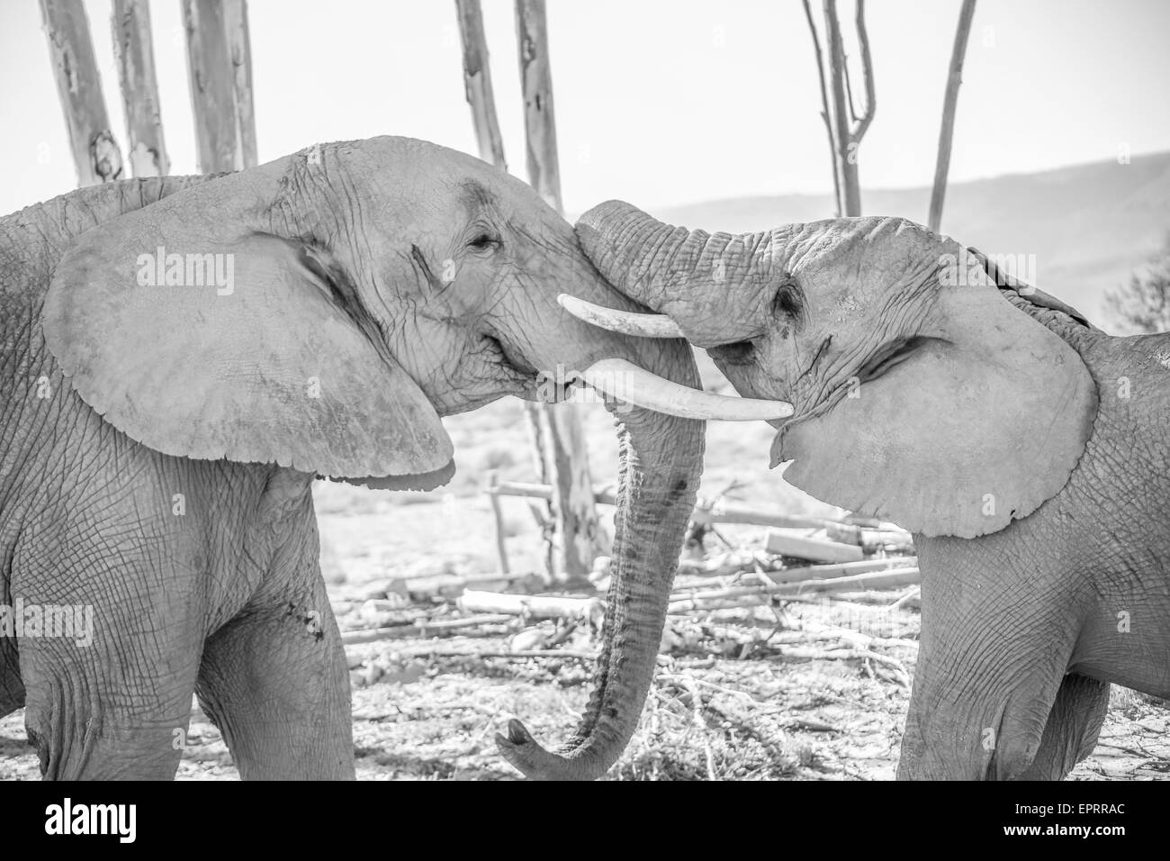 junge und alte Elefanten zusammen spielen, Wildgehege, Südafrika Stockfoto