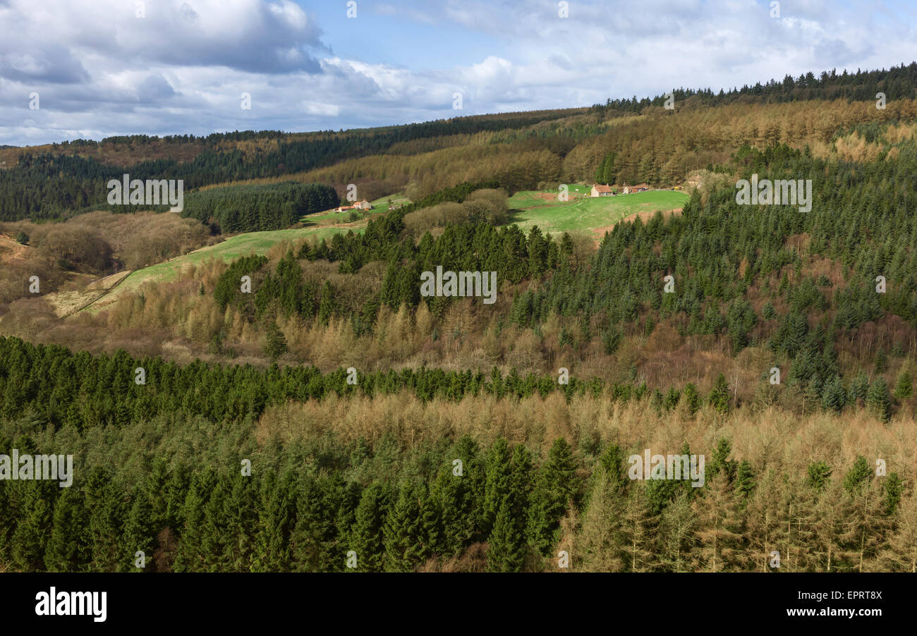 North York Moors National Park mit Pinien Wald flankierende Bauernhäusern und Feldern. Stockfoto