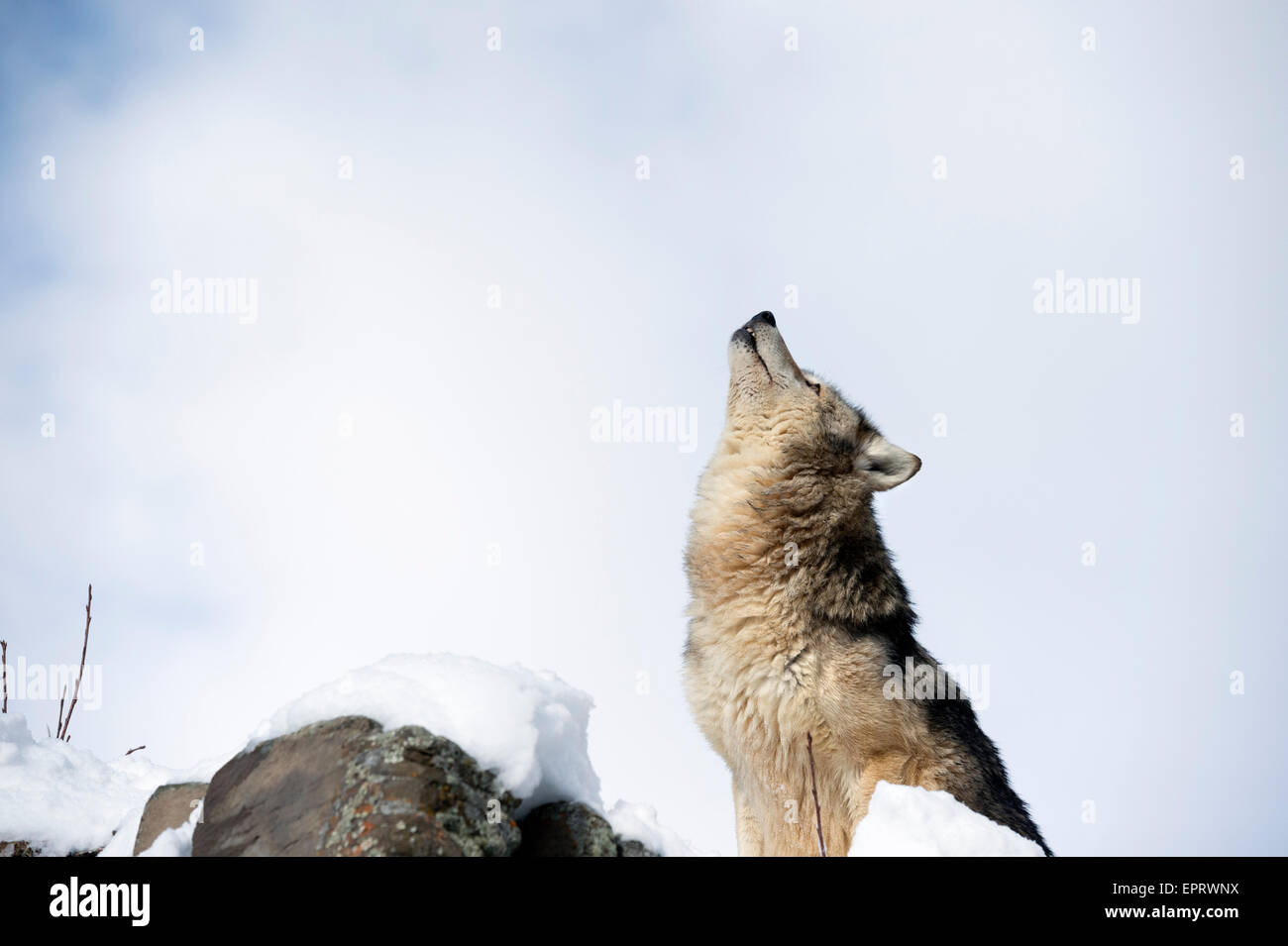 Grauer wolf Stockfoto