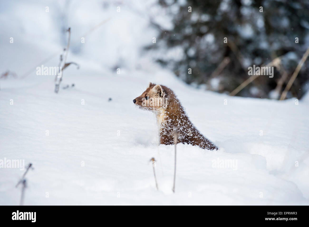 Baummarder Stockfoto