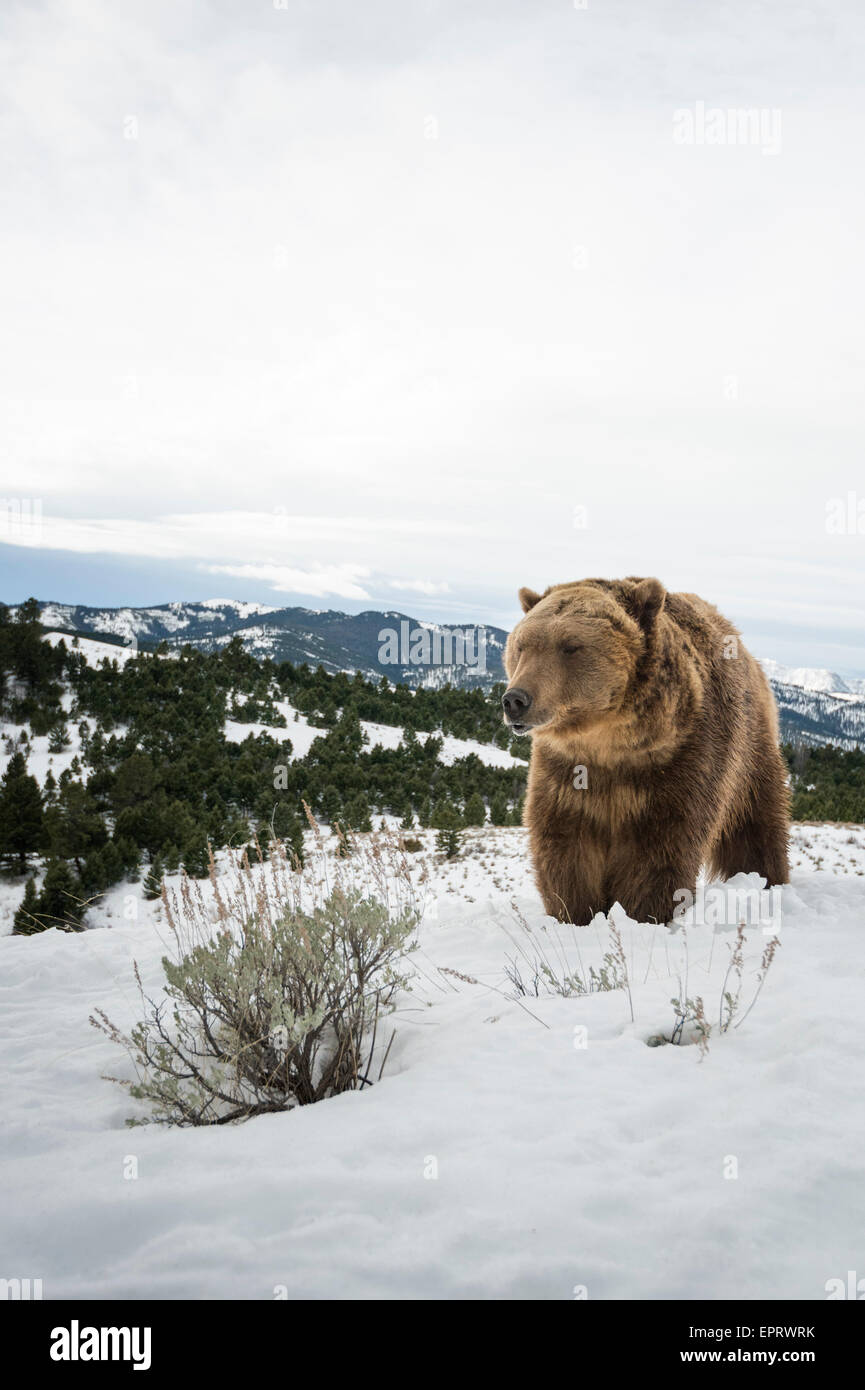 Brauner Bär Stockfoto