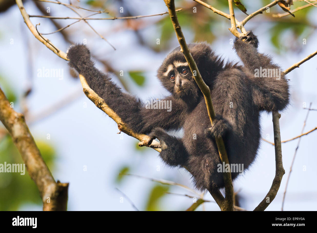 Vom Aussterben bedrohte Western Hoolock Gibbons (männlich) oder Hoolock Hoolock Gibbon Wildlife Sanctuary, Assam, Indien Stockfoto