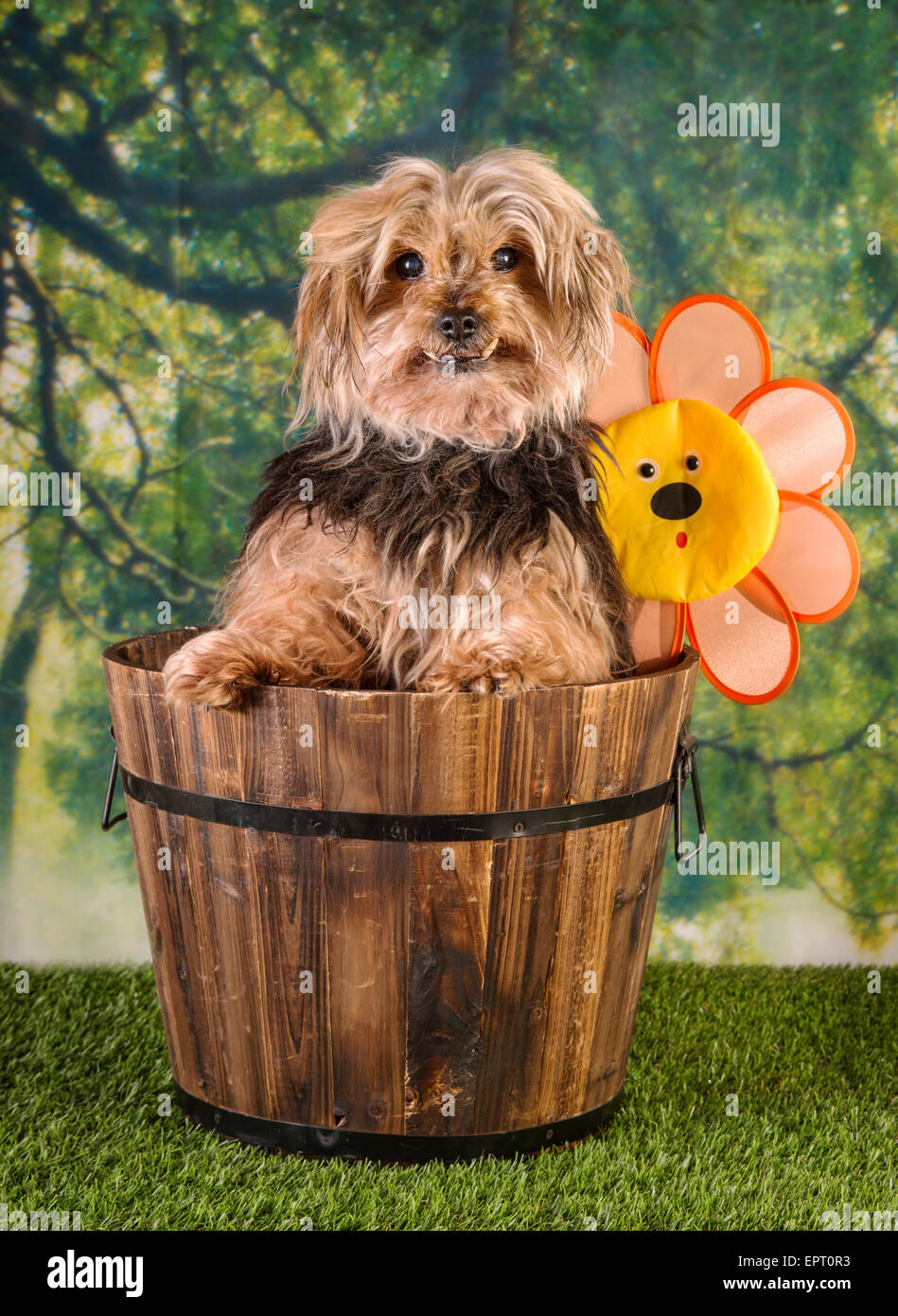 Niedlichen Hund sitzt in einem Holzfass Garten-Szene Stockfoto