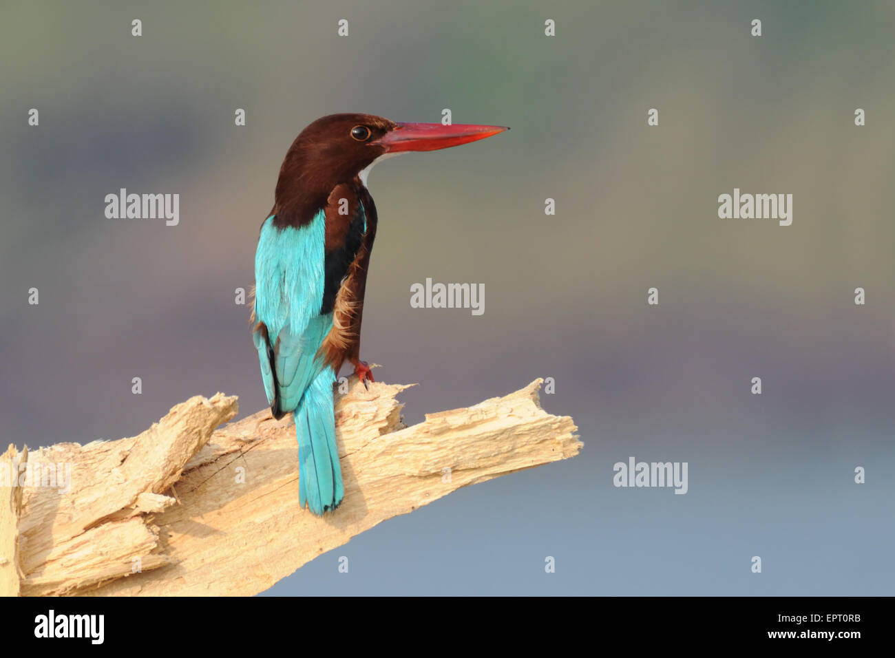 Weißer-breasted Kingfisher am Strand von Goa in Indien Stockfoto