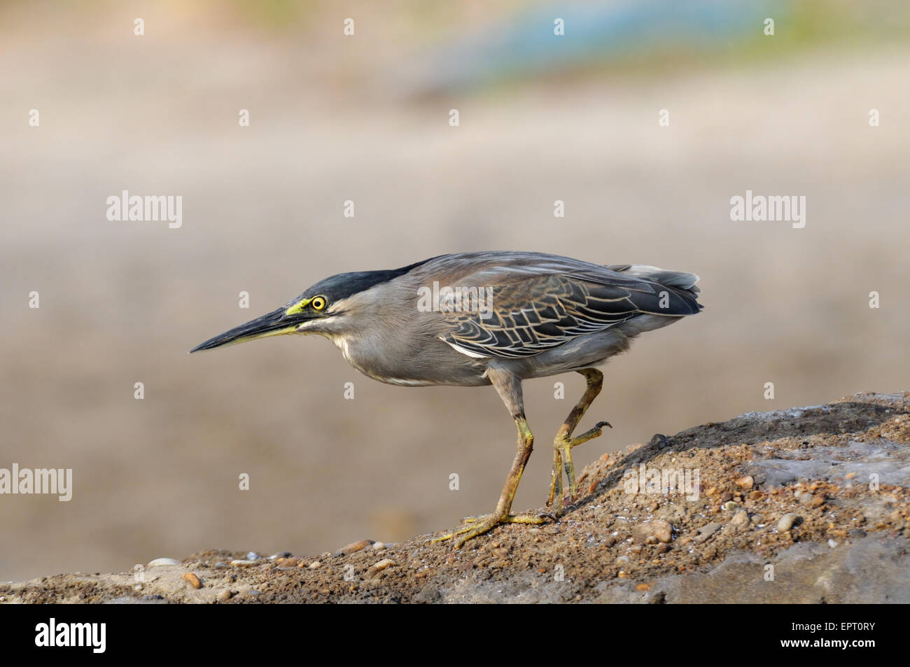 Gekerbten Reiher Schritt auf Goa am Strand in In Stockfoto
