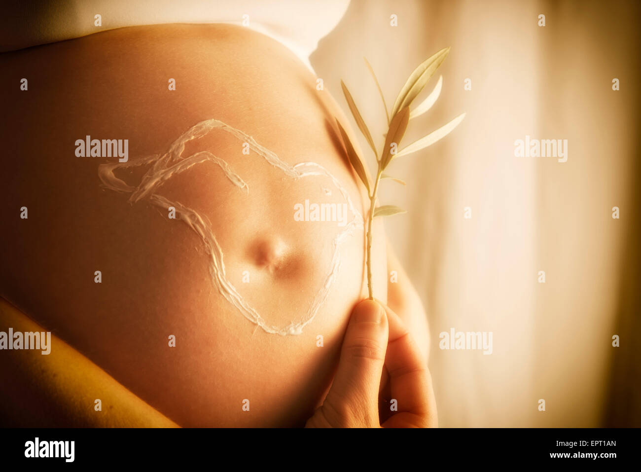 Schwangere Frau hält einen Olivenzweig auf die Crème Taube von ihrem Baby-Bauch Stockfoto