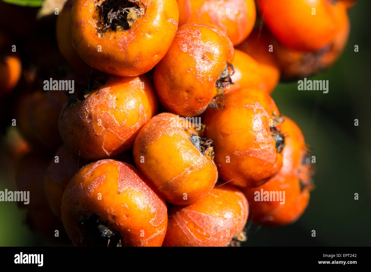 Orange berries fruits fruiting Fotos und Bildmaterial in hoher