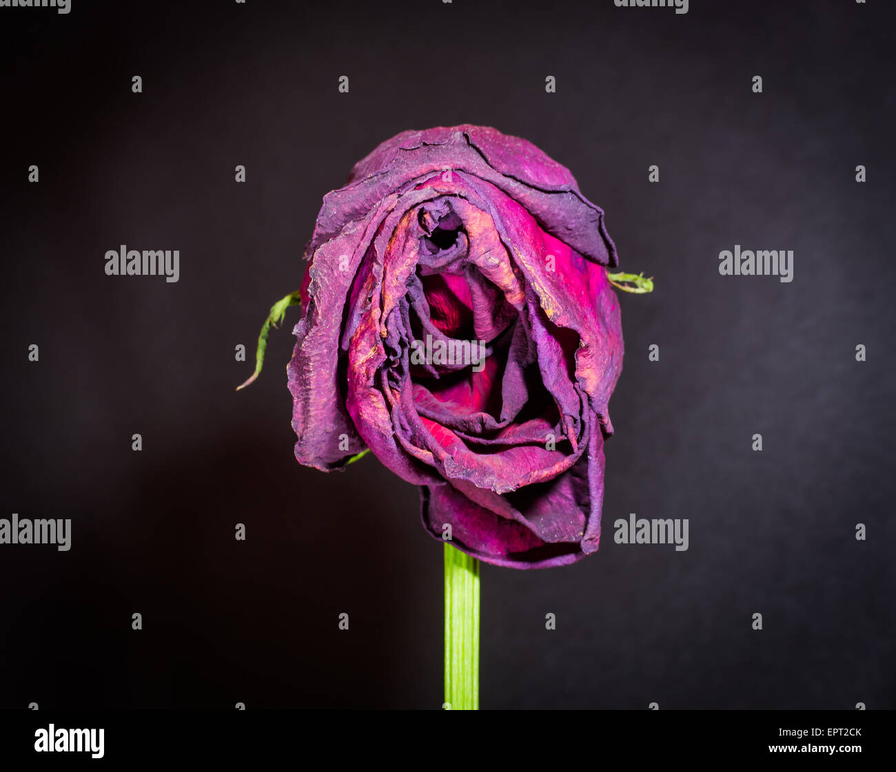 Nahaufnahme von einem vertikalen sterbenden rose mit welken Blüten auf schwarzem Hintergrund Stockfoto
