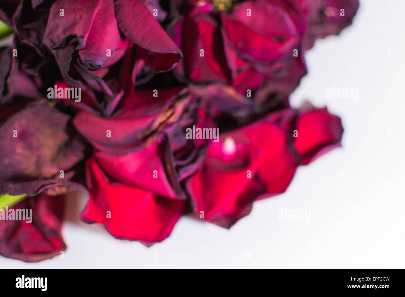 Alte und sterbende Rosenblüten mit Unschärfe auf weißem Hintergrund Stockfoto