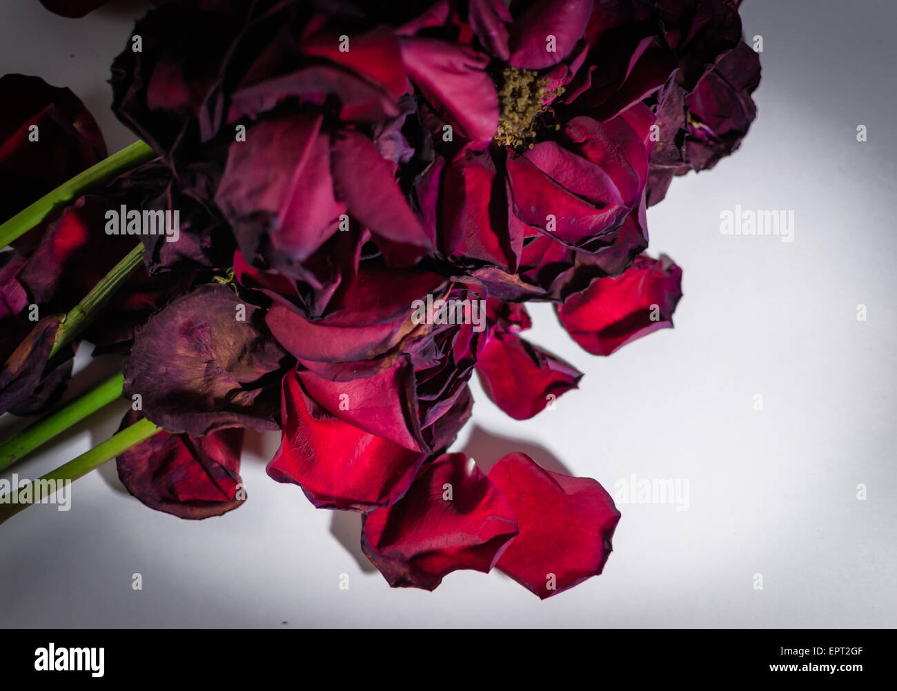 Alte und sterbende Rosenblüten mit Unschärfe auf weißem Hintergrund Stockfoto