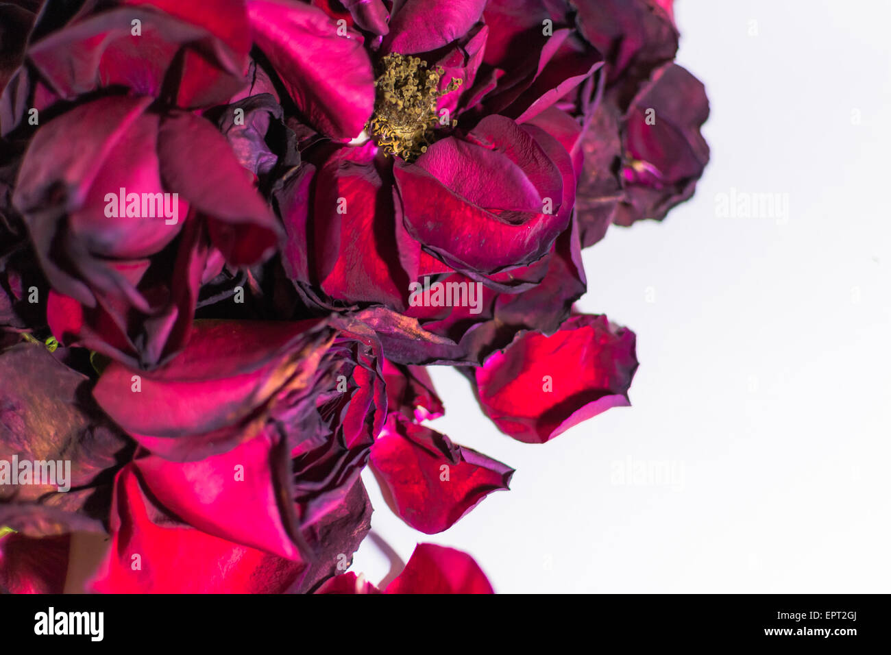Alte und sterbende Rosenblüten mit Unschärfe auf weißem Hintergrund Stockfoto