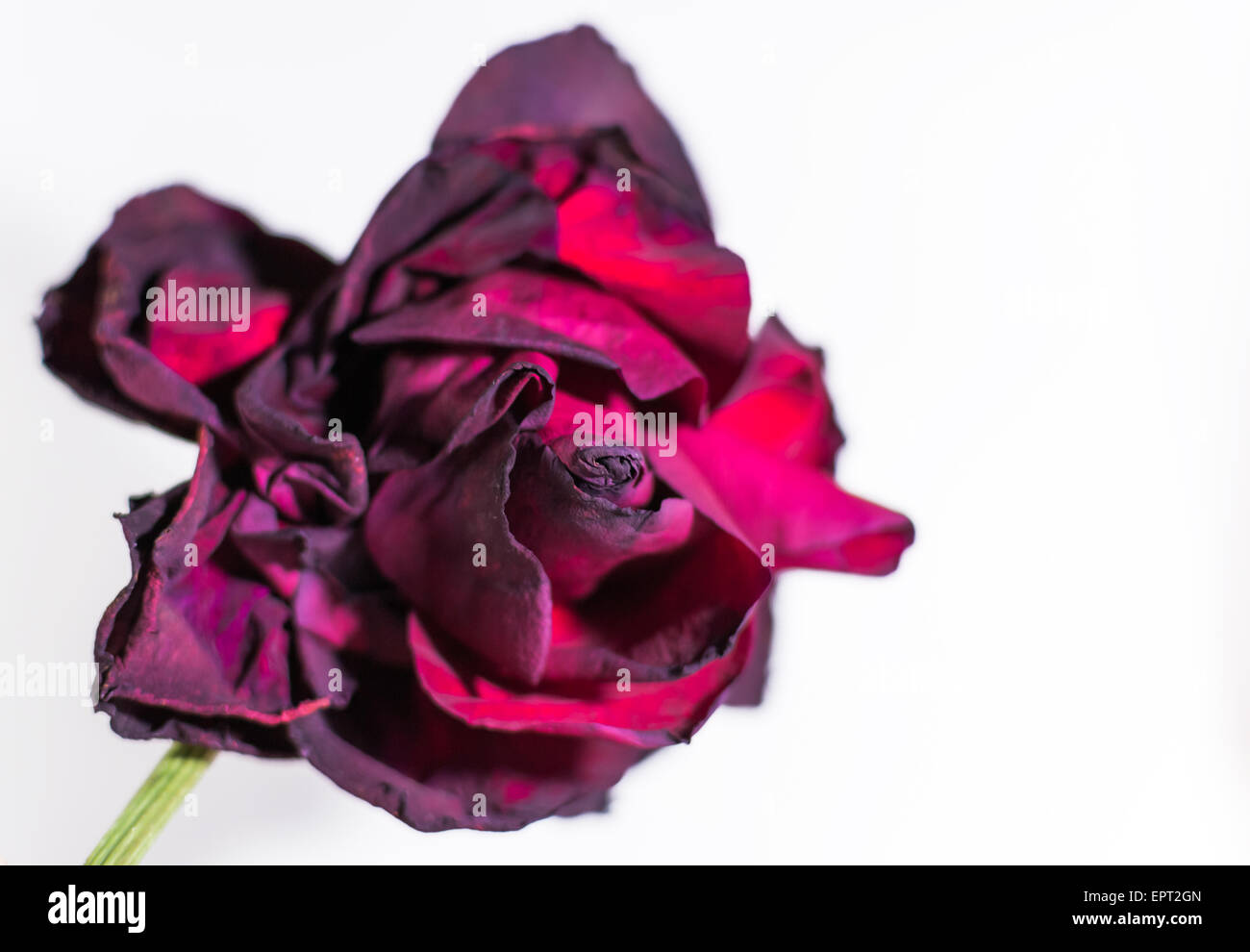 Einsame Rose in einem Zustand des Verfalls auf weißem Hintergrund Stockfoto