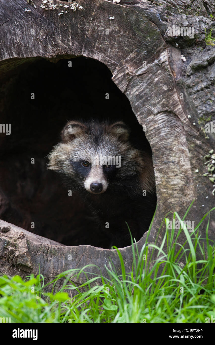 Marderhund (Nyctereutes Procyonoides) in hohlen Protokoll, Hessen, Deutschland Stockfoto