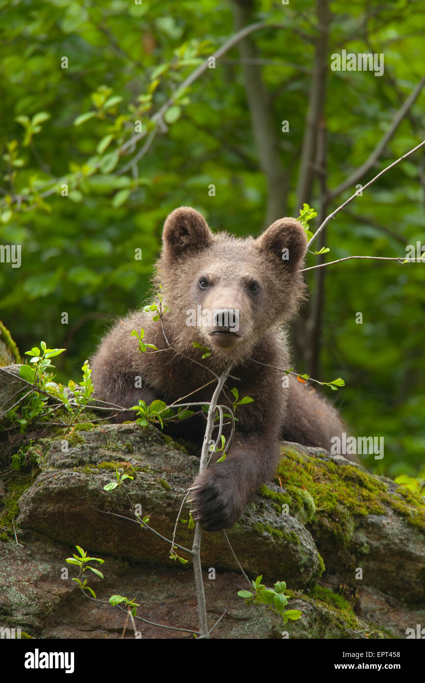 Brown Bear Cub (Ursus Arctos), Nationalpark Bayerischer Wald, Bayern, Deutschland Stockfoto
