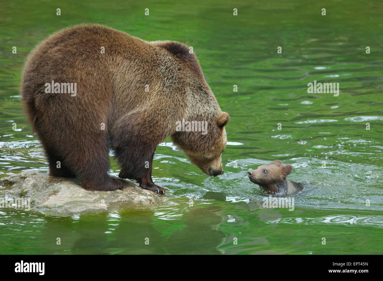 Braunbär (Ursus Arctos) mit Cub, Nationalpark Bayerischer Wald, Bayern, Deutschland Stockfoto