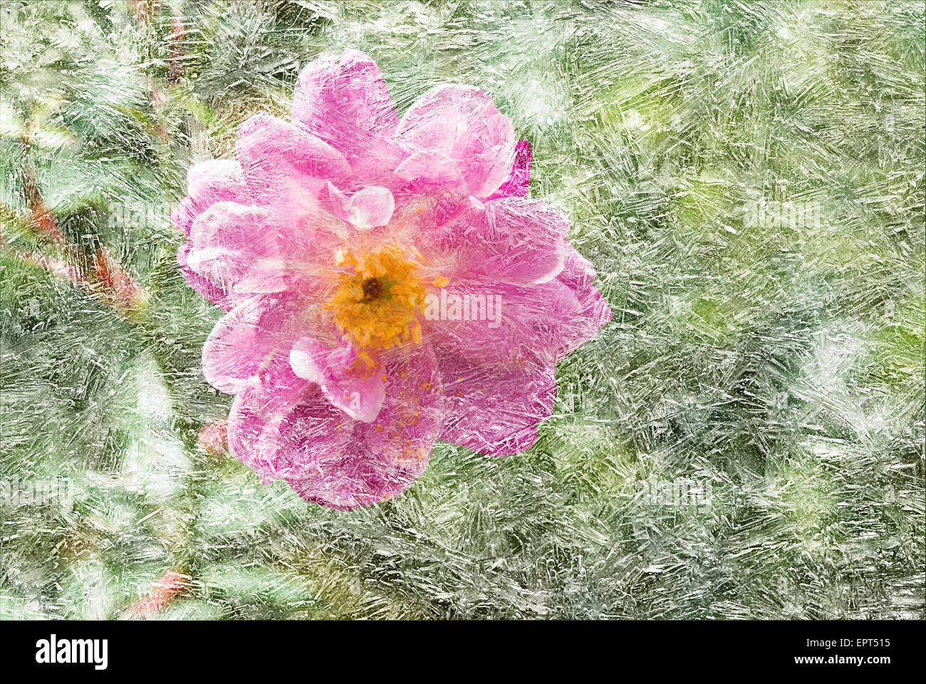Vintage Bild Garten Rose unter gemusterten Eis texturiert. Stockfoto