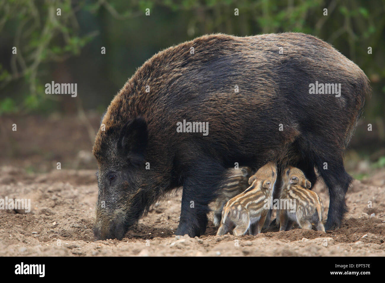 Wildschweine (Sus Scrofa), Mutter mit jungen, Deutschland Stockfoto