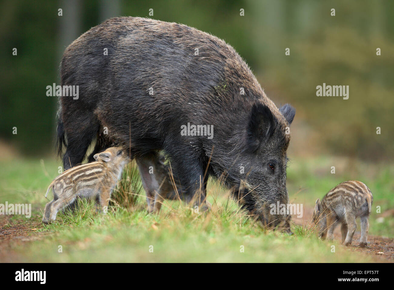 Nahaufnahme der Wildschweine (Sus Scrofa), Mutter mit jungen, Deutschland Stockfoto