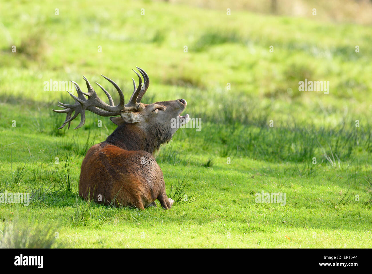 Brüllend Rothirsch (Cervus Elaphus) männlichen liegen auf einer Wiese im Herbst, Bayerischer Wald Nationalpark, Bayern, Deutschland Stockfoto