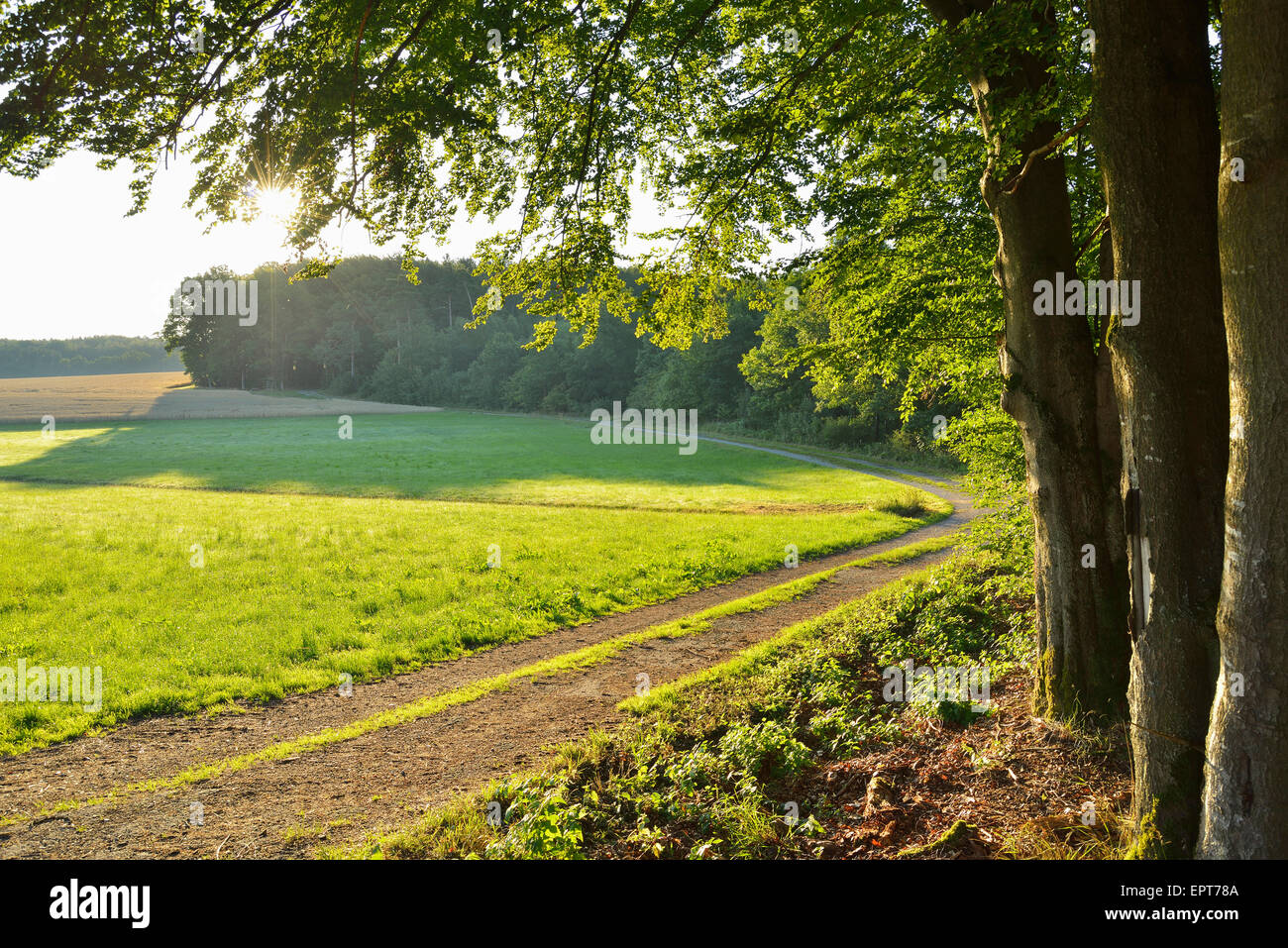 Feldweg am Waldrand mit Sonne, Glashofen, Odenwald, Baden-Württemberg, Deutschland Stockfoto