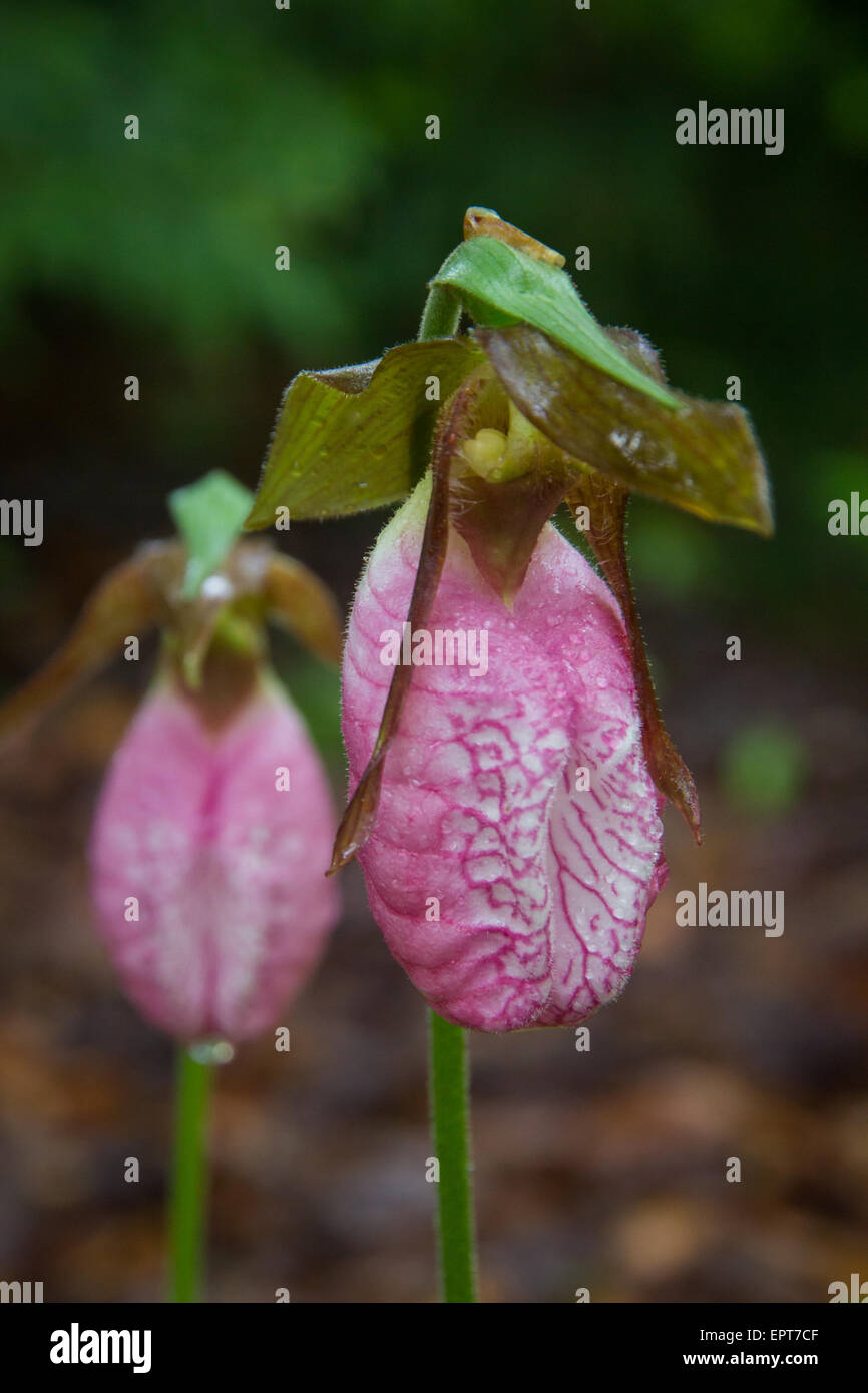 Ein paar Pink Lady's Slipper oder Mokassin Blumen blühen in den Wald. Stockfoto