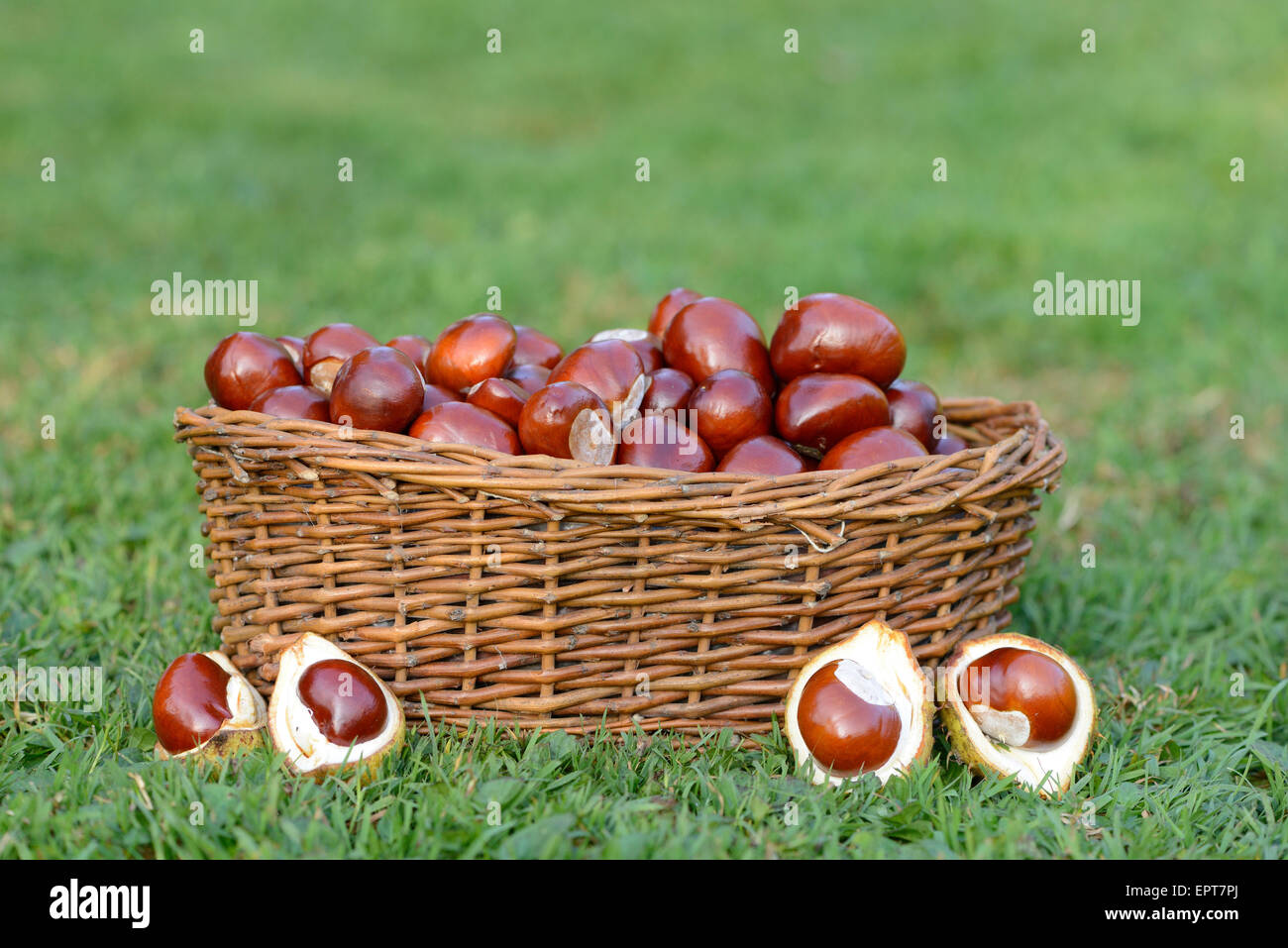 Rosskastanien (Aesculus Hippocastanum) in einem Korb auf dem Rasen in Sumer, Bayern, Deutschland Stockfoto