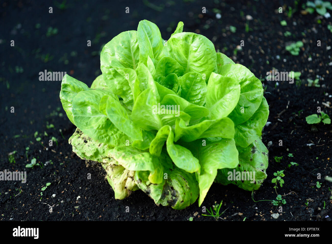 Nahaufnahme von Kopfsalat (Lactuca Sativa) in einem Garten im Sommer, Bayern, Deutschland Stockfoto