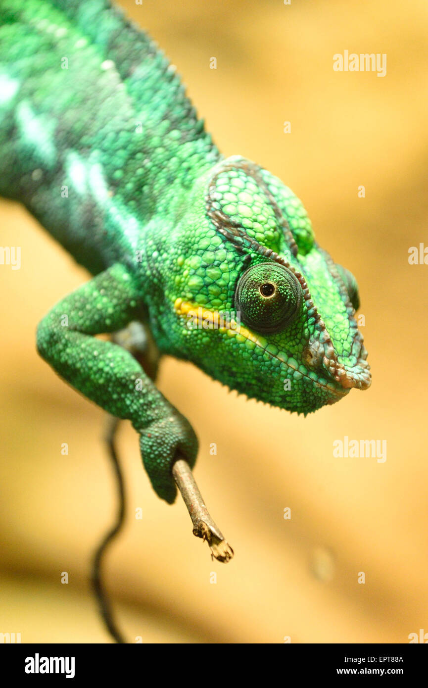 European Chameleon Stockfotos Und Bilder Kaufen Seite 3 Alamy