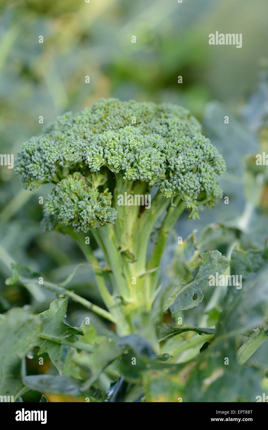 Nahaufnahme von Brokkoli (Brassica Oleracea) in einem Garten im Sommer, Bayern, Deutschland Stockfoto
