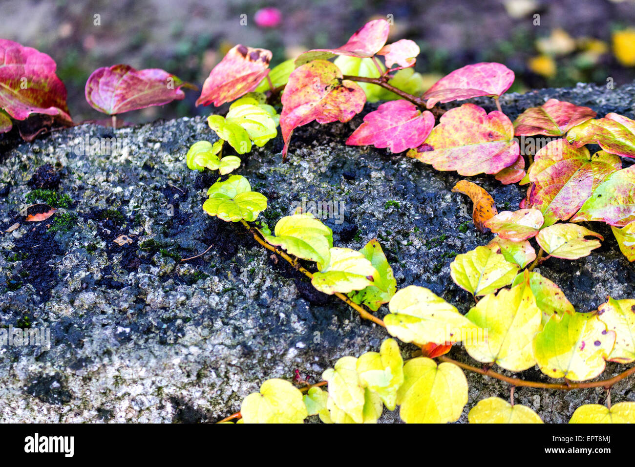 Rot, grün und orange Blätter von einem Boston-Efeu, Parthenocissus Tricuspidata Veitchii, im Herbst auf eine alte Grunge schwarz Wand in eine Stockfoto