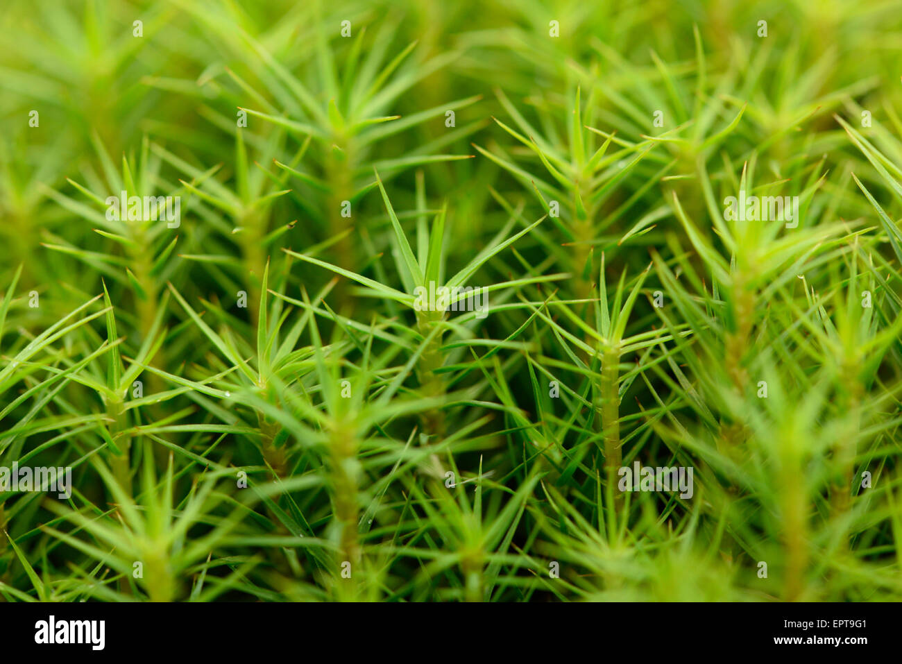 Nahaufnahme des gemeinsamen Haircap Moos (Polytrichum Commune) auf dem Waldboden im Herbst, Oberpfalz, Bayern, Deutschland Stockfoto