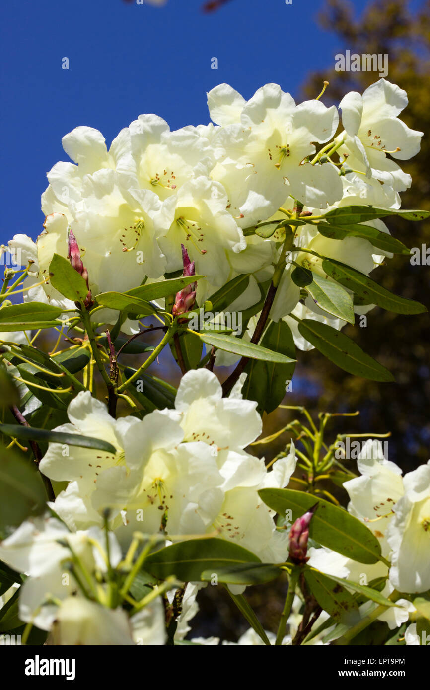 Die große großblättrige Immergrün, Rhododendron "Katharine Fortescue" blass gelbe Blume Rispentomaten Stockfoto