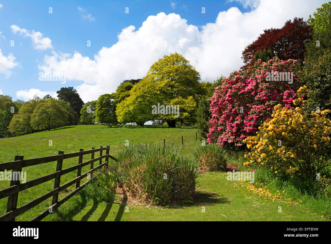 Die Gärten im Pencarrow House in der Nähe von Bodmin in Cornwall, Großbritannien Stockfoto