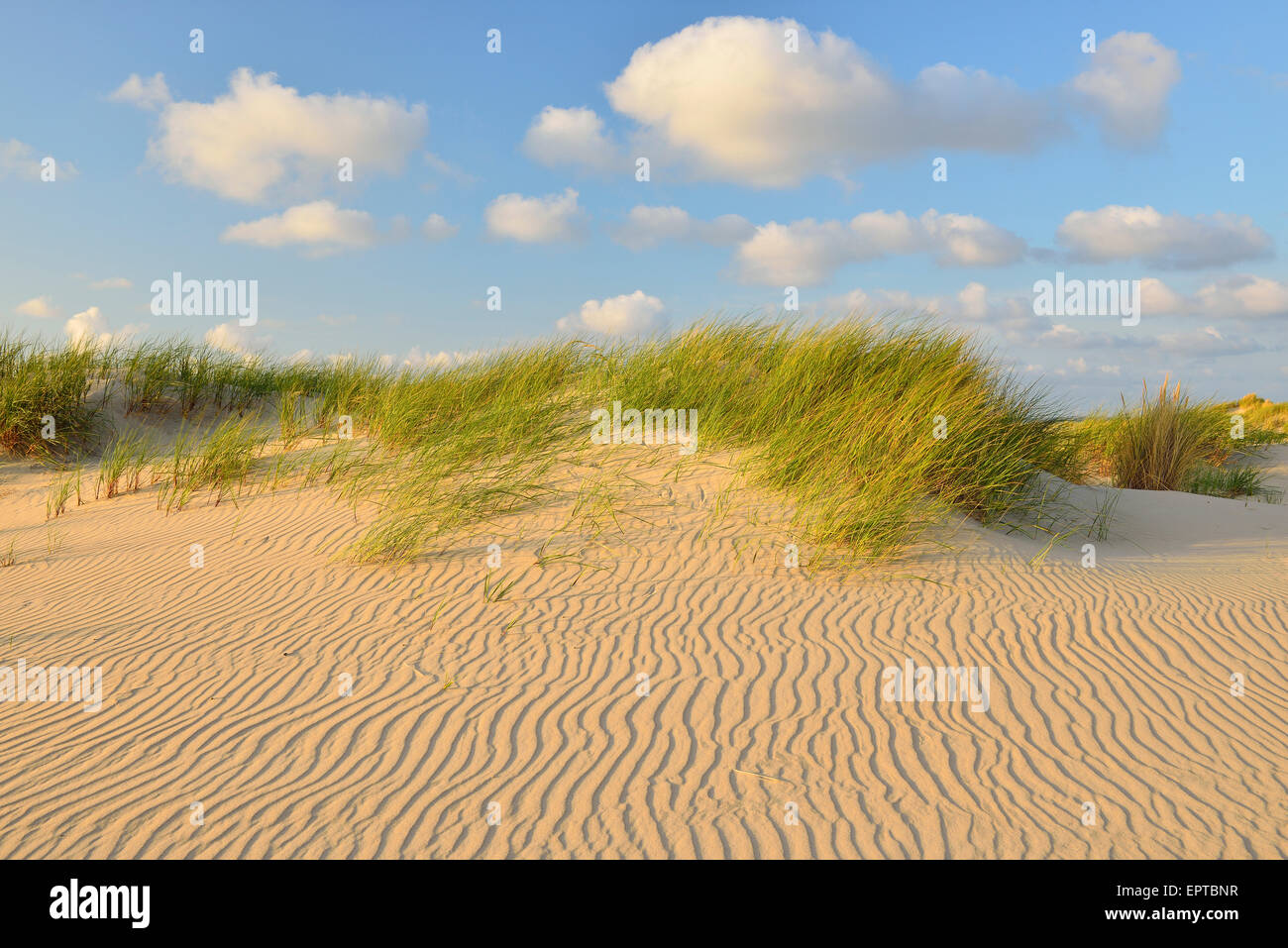 Dünen im Sommer, Norderney, East Frisia Insel, Nordsee, Niedersachsen, Deutschland Stockfoto