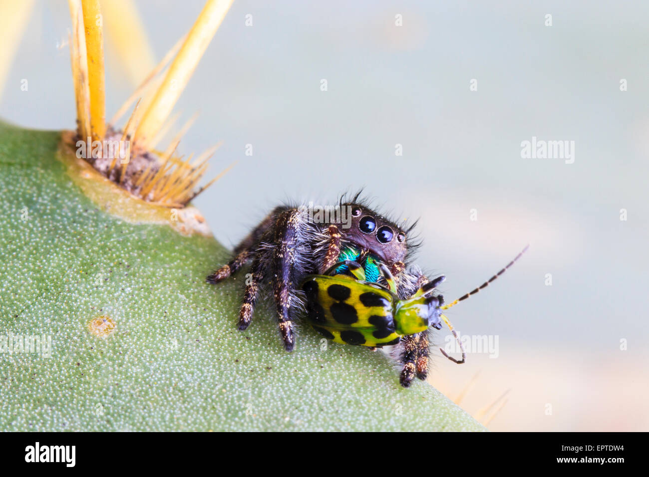 Eine herrliche Springspinne auf einem Feigenkaktus mit einem gefleckten Gurke Käfer Stockfoto