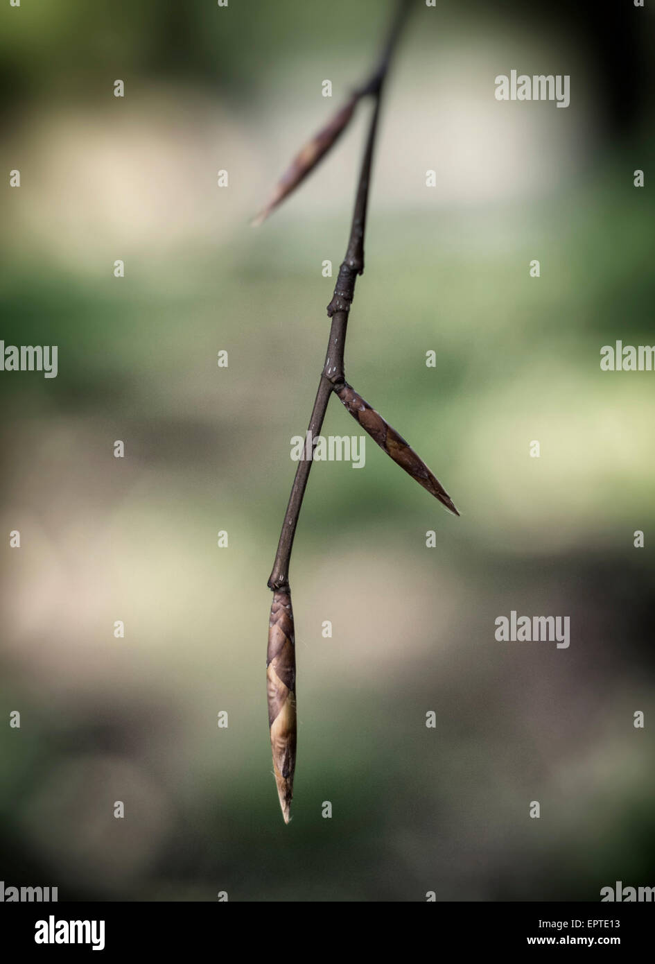 Zweig mit Knospe in einer Parklandschaft Stockfoto