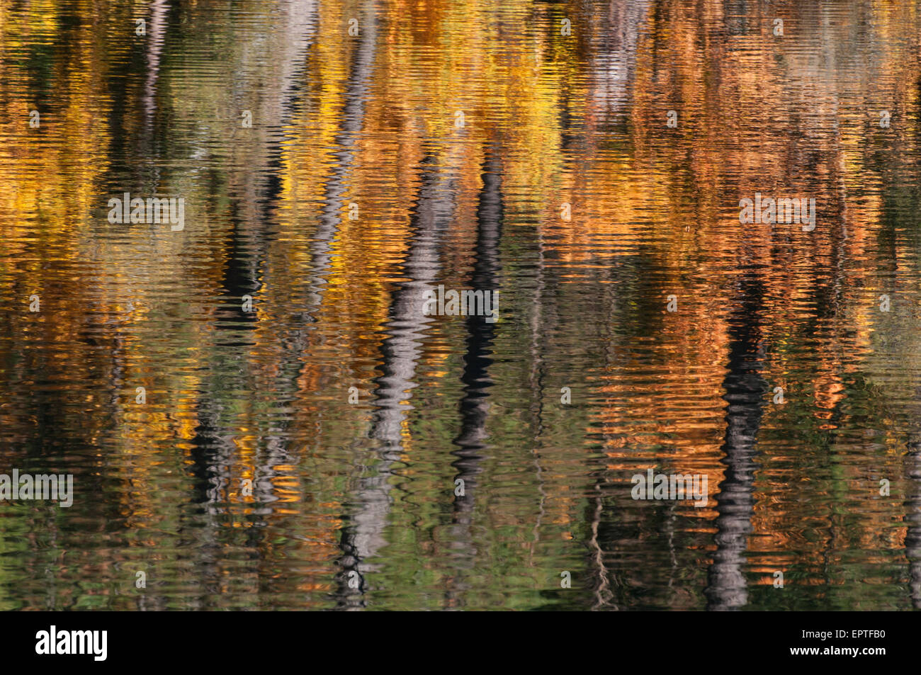Die immergrüne und Deciduious Bäume des Waldes ein Ausläufer der Sierra reflektieren ihre Herbstfarben in einen kleinen See in Nord-Kalifornien Stockfoto