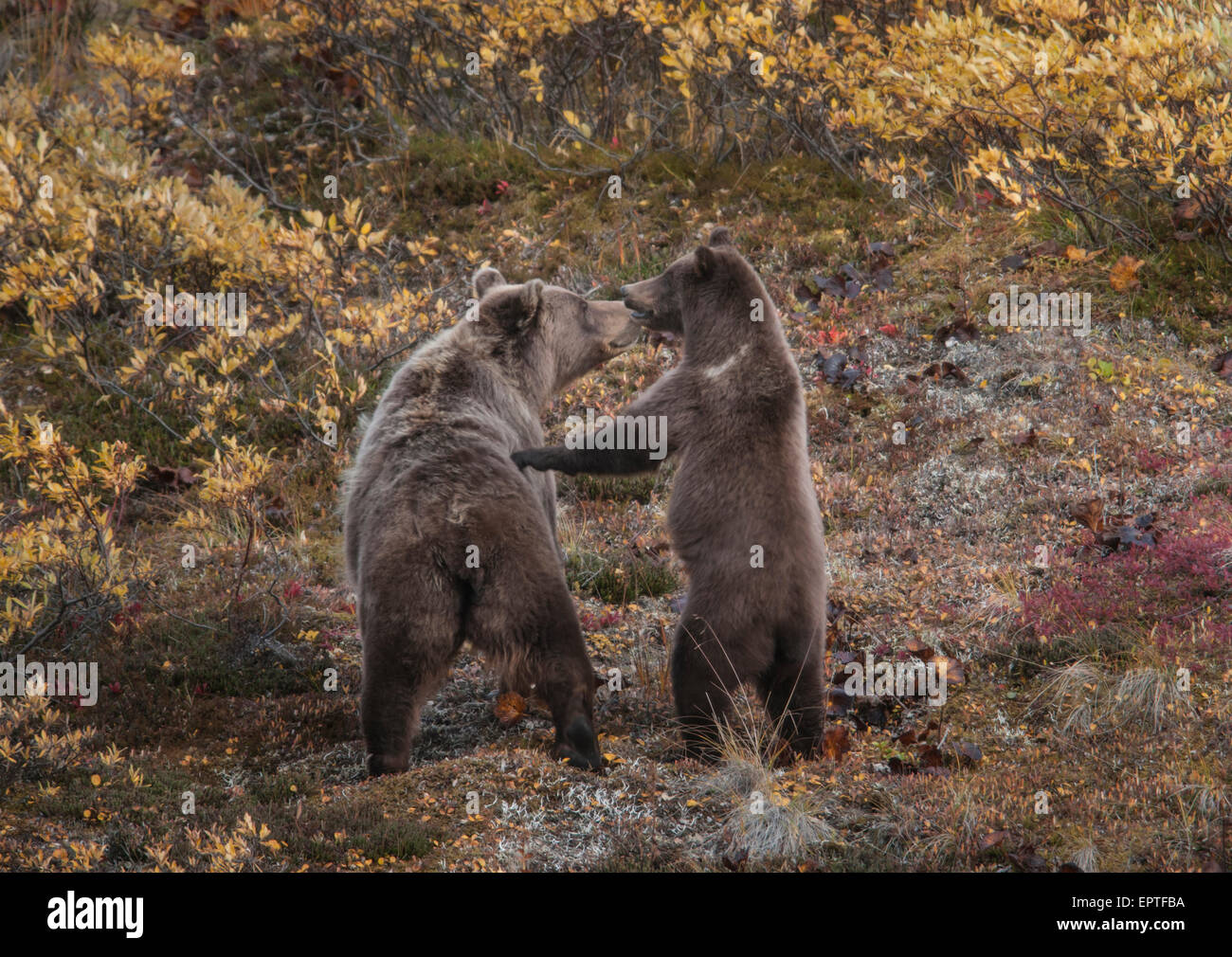 Grizzly Bär Ursus Arctos) Sau und Cub wachsam sein, um eine Störung in der Nähe von Denali Nationalpark, Alaska Stockfoto