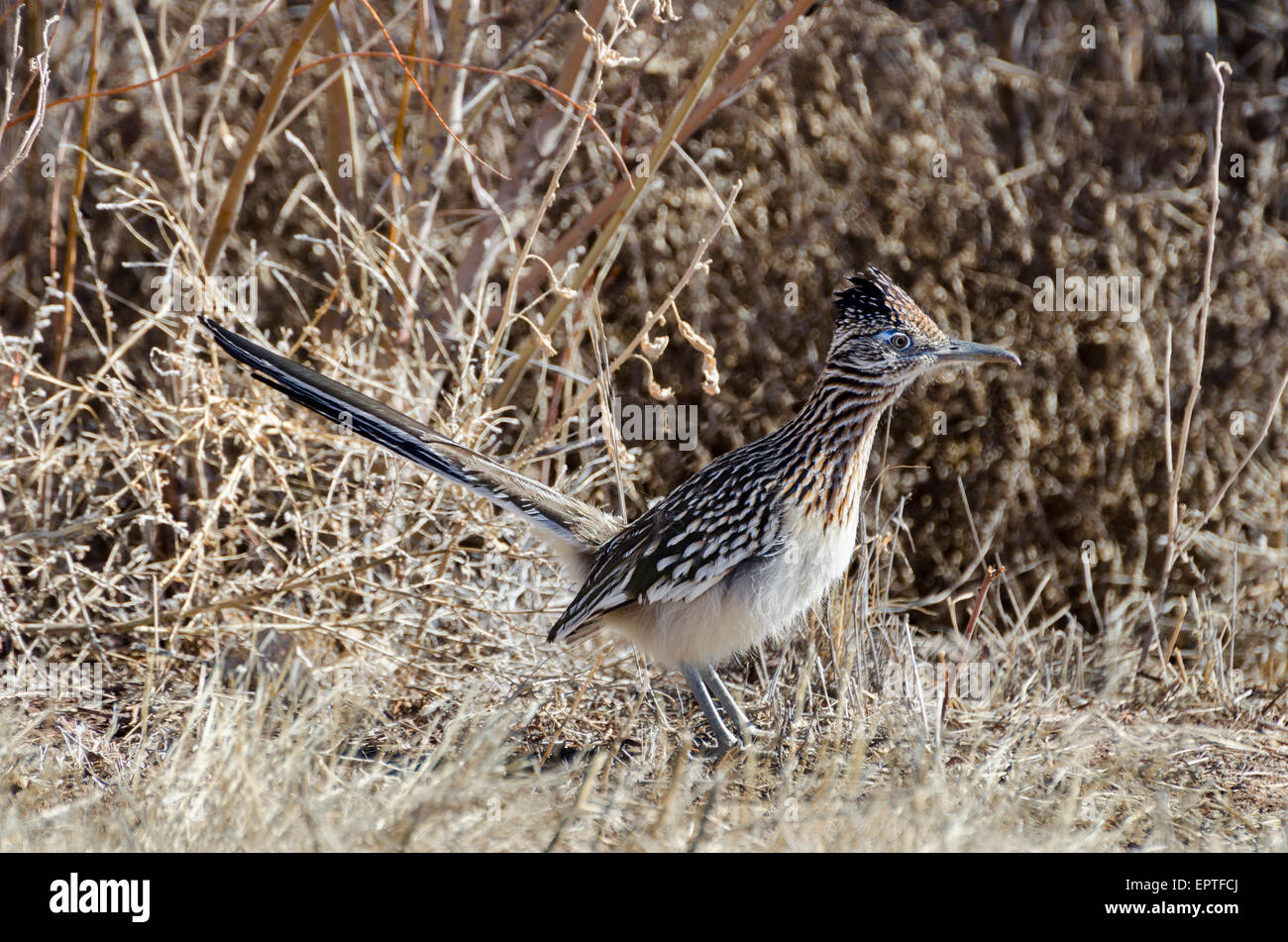 Roadunner (Geococcyx Califonianus) eine schnellere laufende Boden Kuckuck, Bosque del Apache National Wildlife Refuge, New Mexico Stockfoto