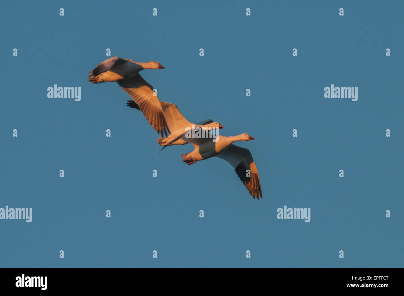 Schneegänse (Chen Caerulescens) während des Fluges bei der Bosque del Apache NWR, New Mexico. Eines der vielen Wasservögel Arten migrieren Stockfoto