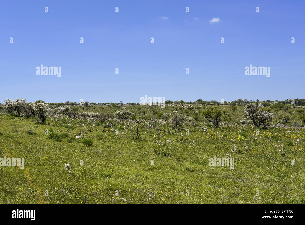 Parco Nazionale Dell Alta Murgia, Ruva di Puglia, Apulien, Italien Stockfoto