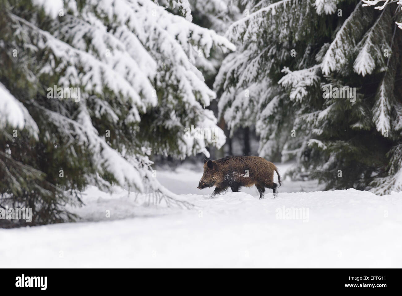 Wildschwein (Sus Scrofa) Tusker, Spessart, Bayern, Deutschland Stockfoto