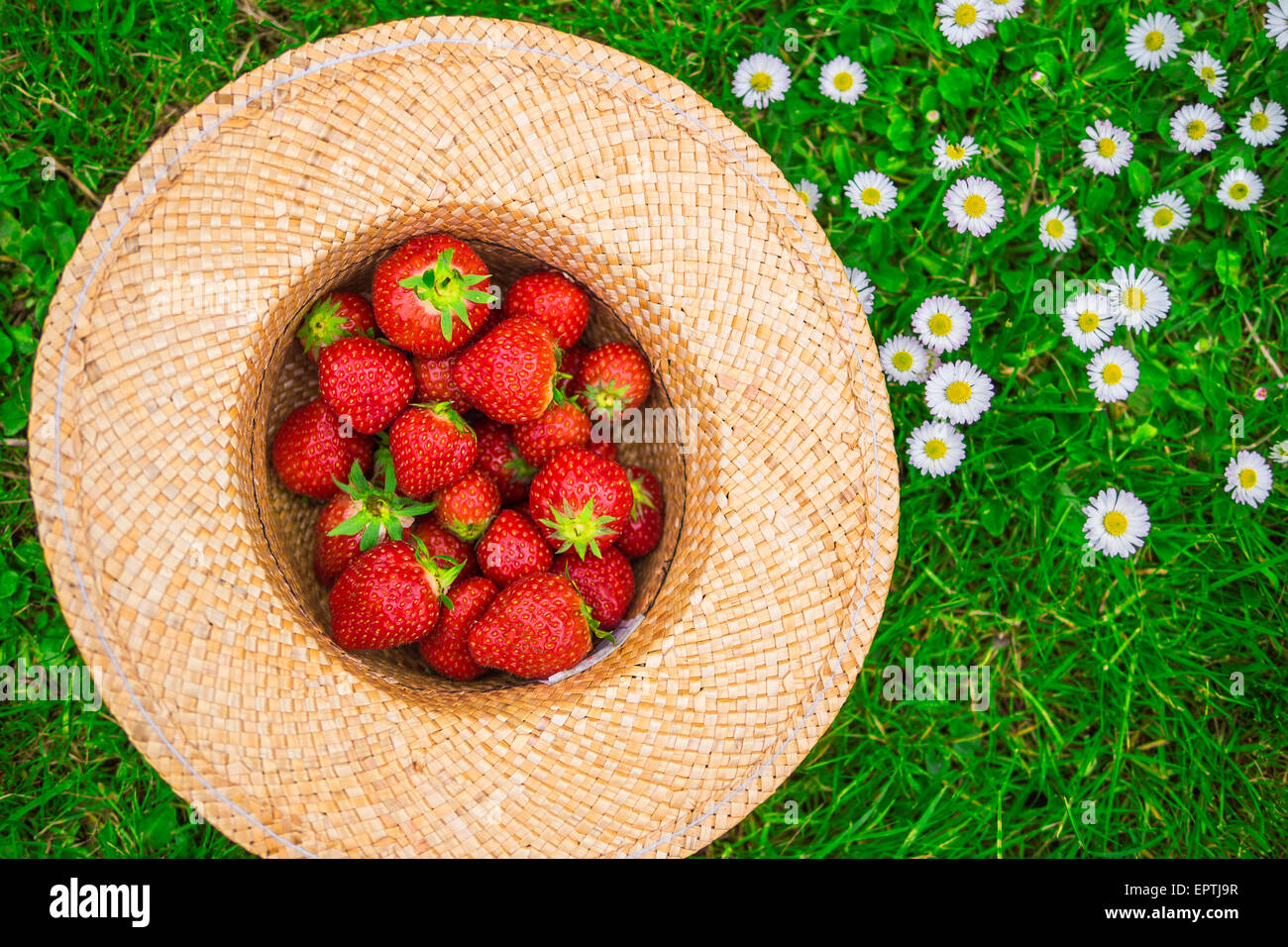Draufsicht eines Hutes gefüllt mit Erdbeeren Stockfoto