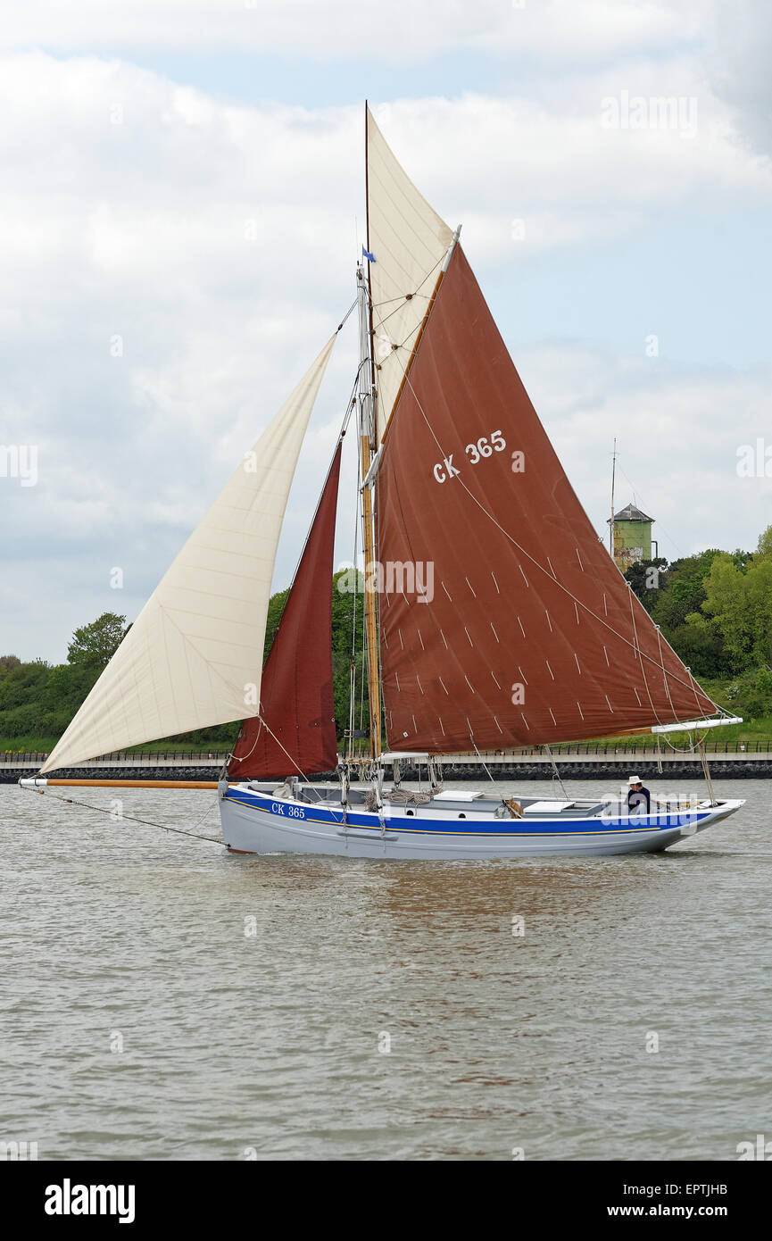 Historischen Auster smack CK365 - Transcur - Segeln im Hafen von Harwich, UK. Sie ist approx.35 Fuß lang und in1889 errichtet. Stockfoto