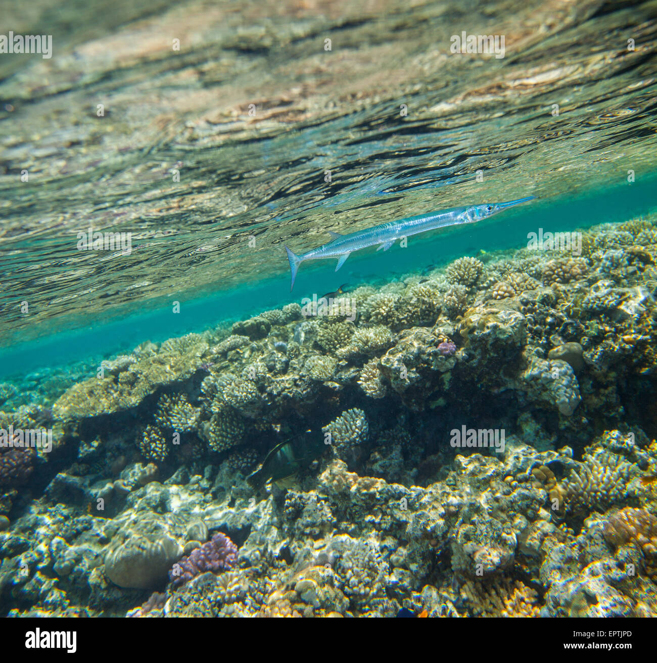 Hornhecht, Tylosurus crocodilus Stockfoto