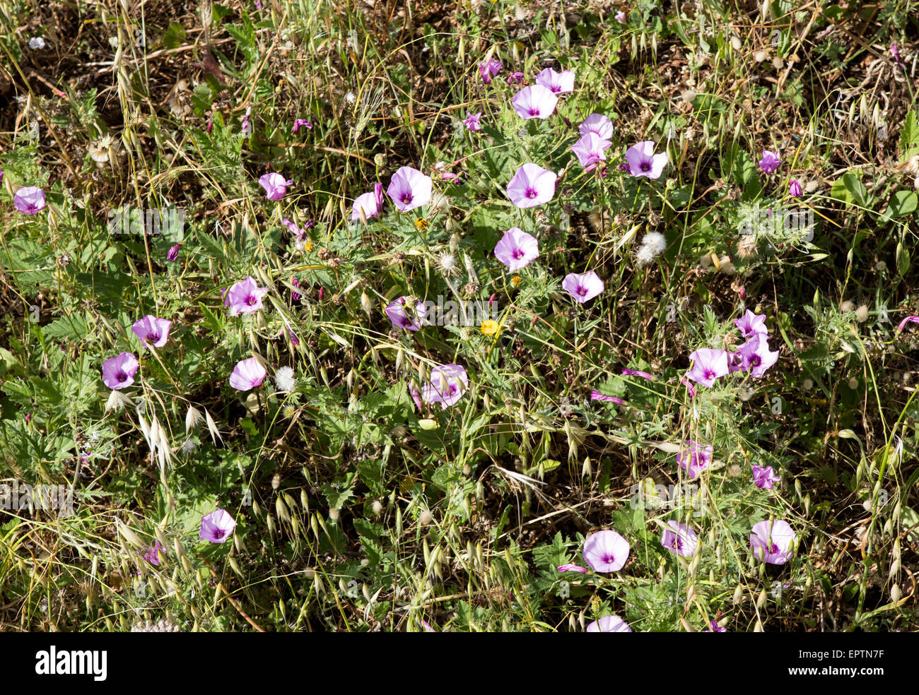 Wilde Blumen Alghero Sardinien Italien Stockfoto
