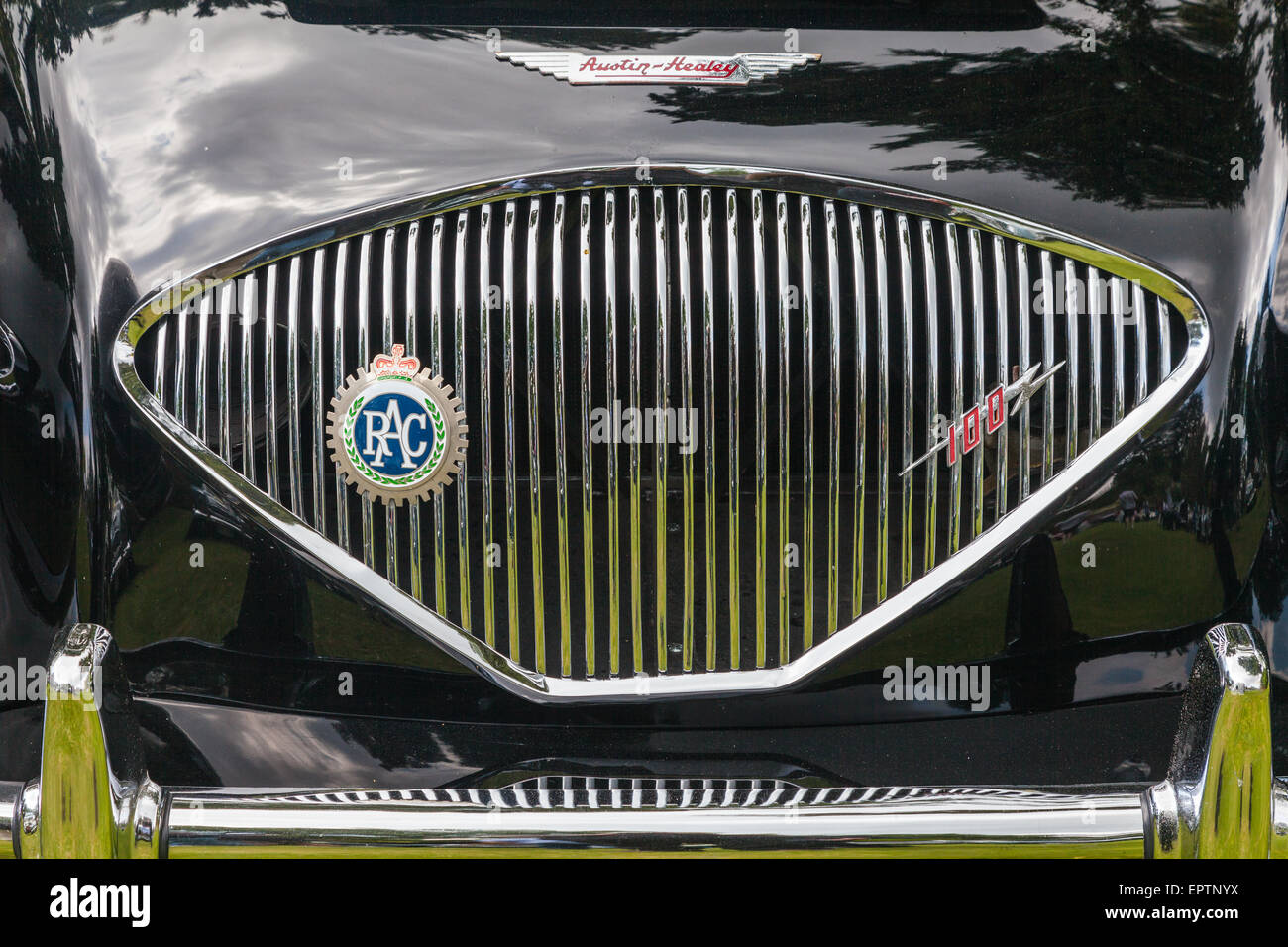 Kühlergrill von einem Austin Healey 100 britischen Sportwagen bei einer Show in Vancouver Stockfoto